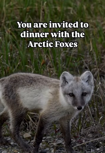 POV: Dinner with the Arctic foxes | Wildlife encounter