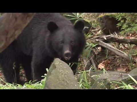 出没急増「春のクマ」人里での遭遇に注意　救急専門医「顔のけがが8割」命を守るため取るべき行動　岩手県