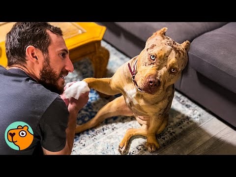 Rescued Pittie Never Had A Home, Now She's Daddy's Princess | Cuddle Buddies