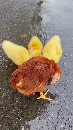 Wild Duck Adventure Nature’s Little Explorer #duck #ducklingspro #cute #animals #goose #duckling