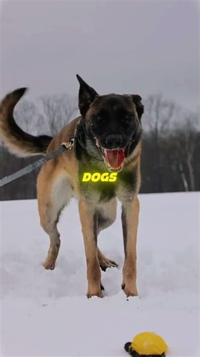 The Reality of Owning a Belgian Malinois