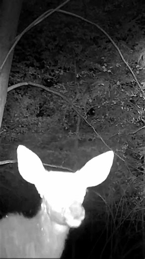 Cervus elaphus ♀️- Eastern Italian Alps