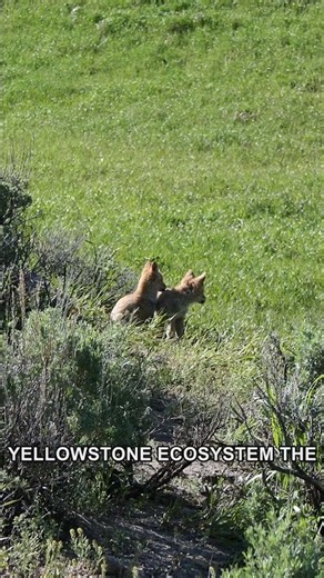 The Detail That Makes Yellowstone National Park Unforgettable