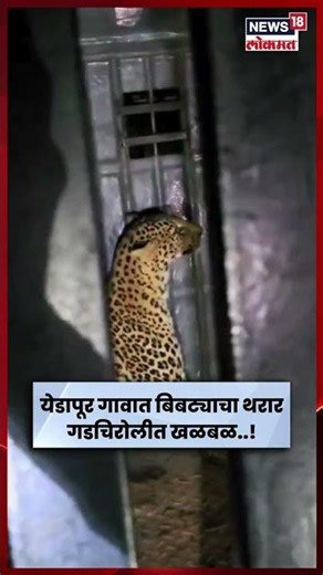 Gadchiroli Leopard News | घरात शिरलेला बिबट्या जेरबंद, खतरनाक व्हिडीओ समोर | Marathi News | N18S