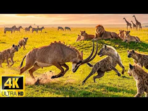 Wild Animals 4K: Journey Through the African Wildlife with Relaxing Music & Real Sounds in 4K Video