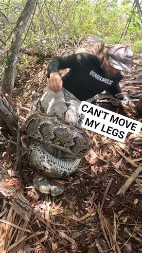 Fighting GIANT Python! #python #snake #wildlife #florida #nature