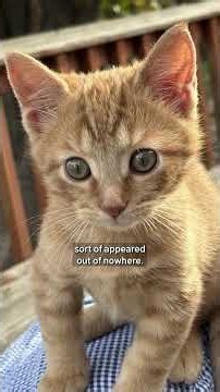 Man flies home with new kitten he found after missed flight at O’Hare