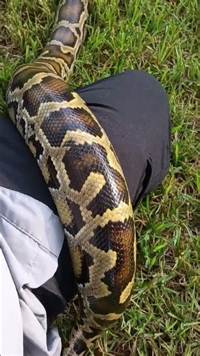 Safe Outdoor Adventures with My Burmese Python