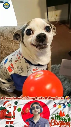 Angry Chihuahua: Small but Mighty 🦮 ♊