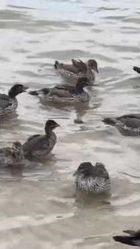 Remembering Bonnie Raitt. And do you know what these Ducks are doing?