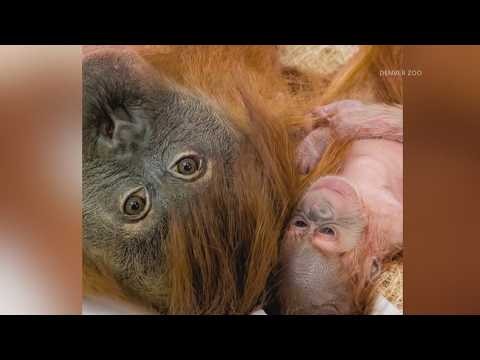 Meet Rambutan: Denver Zoo's baby orangutan has a name