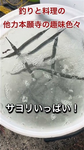 サヨリなんぼでも釣れる！