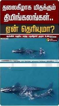 தலைகீழாக மிதக்கும் திமிங்கலங்கள்.. ஏன் தெரியுமா? #shorts