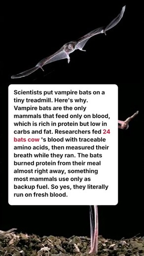 Vampire Bats Run on Blood