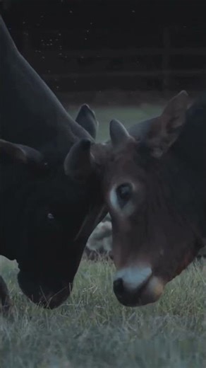 Giant Python Attacks Buffalo… What Happens Next Is Unbelievable!