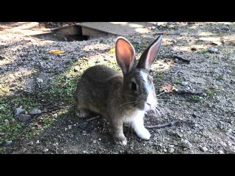 After 14 seconds, this shy tiny bunny gathered its courage and came close to me!