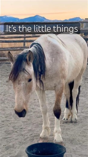 Don’t forget to stop and appreciate the moments ❤️ #wildmustang #sunset #mountains #idaho #horse