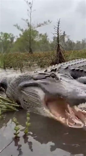 WHO WILL WIN? 🐊 vs 🐍 Massive Python tries to EAT an Alligator! #wildbattles #florida #nature
