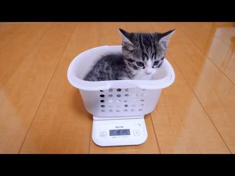 The kitten sitting quietly in the basket while being weighed is so cute...