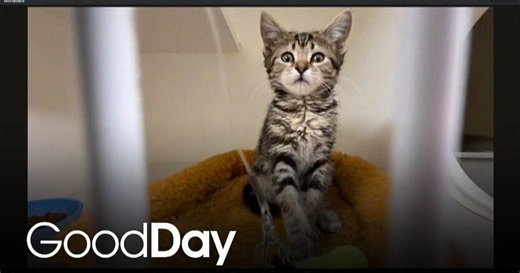 These adorable kittens are looking for a forever home! | Pet of the Week