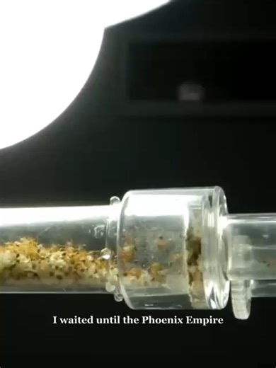 How to Create and Maintain an Ant Farm