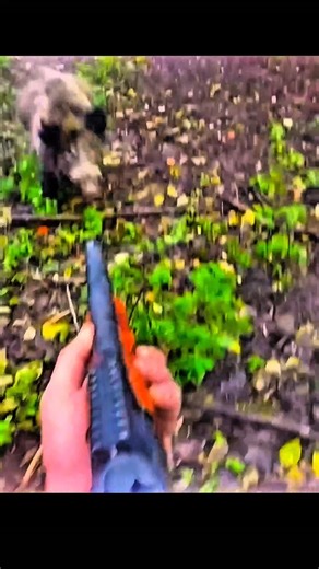 “Ultimate Wild Boar Hunt – Heart-Pounding Action # chasse challenge # wild boar # hunting