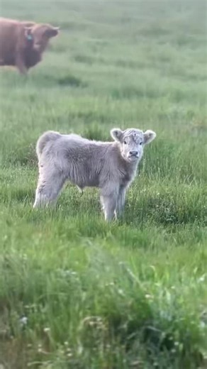A cute little cow shared with you. #Highland cattle calf. #Cute and adorable pets.