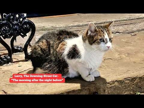 Larry, The Downing Street Cat - The morning after the night before