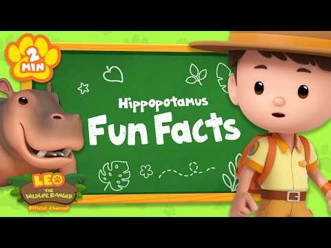 Hippos LOVE living in large groups! | Animal Facts | Leo the Wildlife Ranger