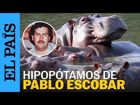 COLOMBIA | Eutanasia para los hipopótamos de Pablo Escobar | EL PAÍS