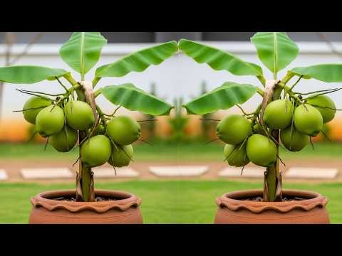 🔴LIVE 🌱 How to Grow a Coconut Tree in My Roof Garden | Complete Growing Guide #livestream #live