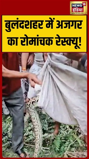 A thrilling rescue of a python in Bulandshahr! | #viralvideo #viralnews #shorts