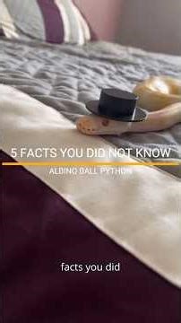 FACTS YOU DID NOT KNOW ABOUT THE ALBINO BALL PYTHON. #snakelove #ballpython