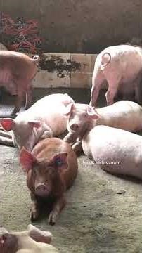 വർഷം 2.25 പ്രസവം. നാലു ഘട്ടമായി വ്യത്യസ്ത തീറ്റ.. Part 1 #pigfarming #porkmeat #pork #porkrecipes