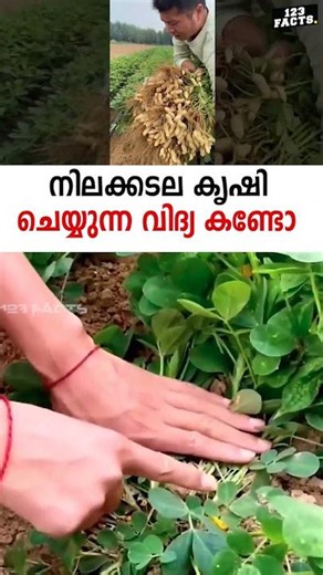നിലക്കടല കൃഷി ചെയ്യുന്ന വിദ്യ കണ്ടോ 👌👌😮