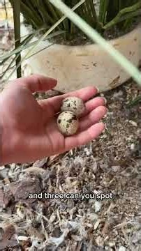 Quail eggs really can be tricky to spot sometimes! 🪹 🥚 #KrissysChickens #PetQuail #QuailEggs