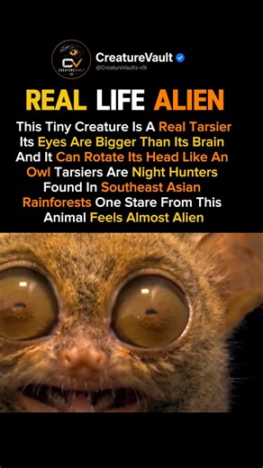 Real Tarsier 😳 Tiny night hunter with giant alien eyes caught on camera 👁️