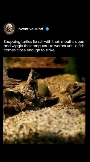 Snapping Turtle’s Secret Fishing Trick 🐢🎣#shorts