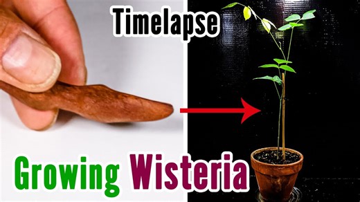 Wisteria time-lapse: From seed to beautiful plant in 40 days