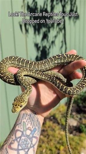 Arcane Reptiles Tour Up Now!