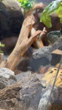Rattlesnake Feeding Gone Wrong?! 😬🐍 #reptiles #shorts #viral