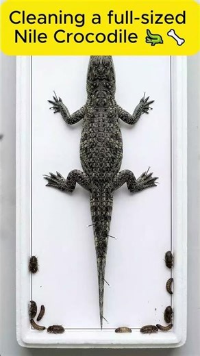 The skeleton of nature's kickboxer 🦘💀+The skeleton of nature's perfect prehistoric predator 🐊💀