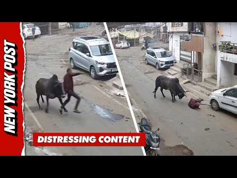 Terrifying Moment Bull Charges At Elderly Man And Hurls Him To Ground In India
