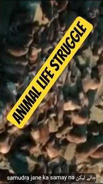 Why do Walruses Commit Suicide | मोरज हात्म हत्या क्यों करते हैं। | #walruses #animals #shorts