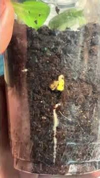 🌻 FASTEST Growing Sunflower? Day 3 Root EXPLOSION 🤯 #sunflower #gardening #plants