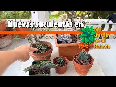 Nuevas en el Jardín: EUPHORBIA, ECHEVERIA, ASTROPHYTUM, AGAVE Y ALOE