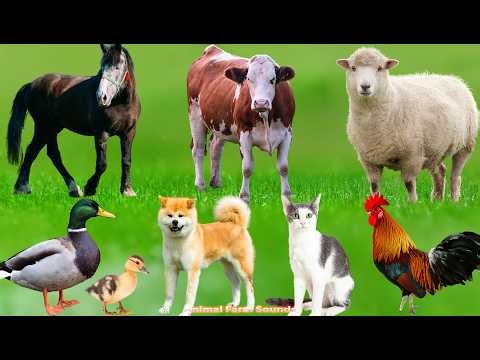 Farm Animal Habitats: Cows, Dogs, Goats, Chickens, Sheep, Cats, Horses – Animal Videos