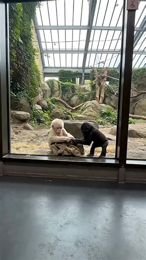 Moments Compilation Of White Baby Gorilla In Zoo #BabyGorilla #ToddlerMoments #GorillaFamily #EmotionalAnimals #CuteAnimals