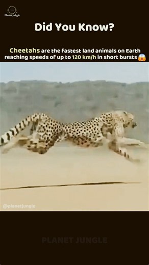 World’s Fastest Land Animal! 🐆⚡ #Cheetah #AnimalFacts #Wildlife