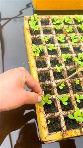 Hydroponics Lettuce Seedling Technique #farmingtech